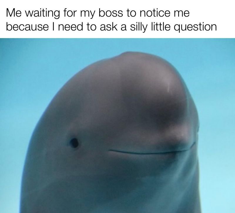 “Me waiting for my boss to notice me because I need to ask a silly little question.”